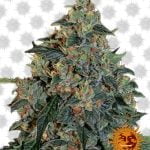 Barney's Farm Blueberry OG (5 seeds pack)