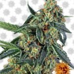 Barney's Farm Cookies Kush (5 seeds pack)