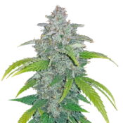 Fast Buds - Blue Dream 'Matic (5seeds/pack)