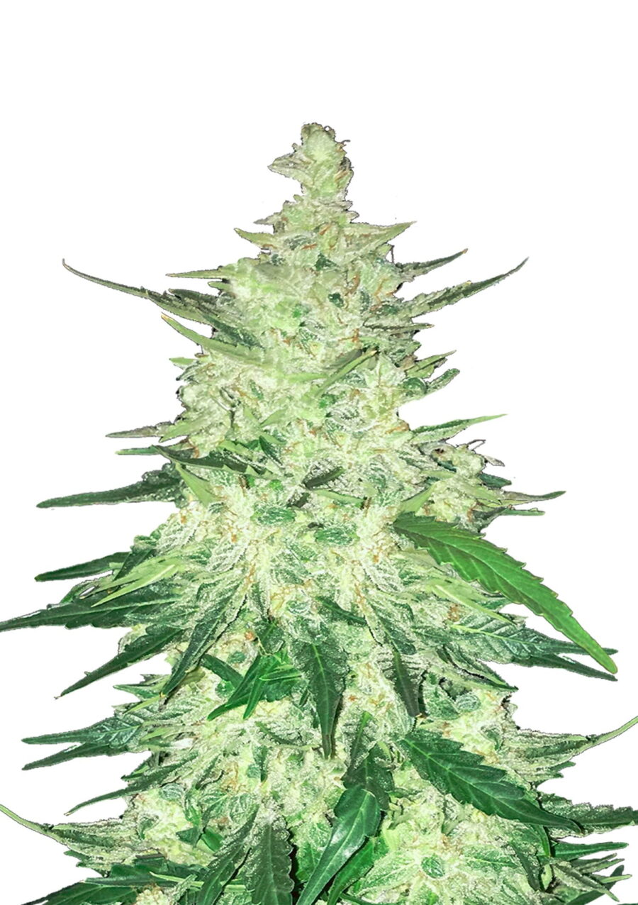 Fast Buds - CBD Crack Automatic (3seeds/pack)