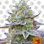 Barney's Farm Gorilla Skittelz (5 seeds pack)