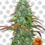 Barney's Farm LSD Automatic (5 seeds pack)