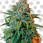 Barney's Farm Liberty Haze (5 seeds pack)