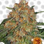 Barney's Farm Orange Sherbert (5 seeds pack)