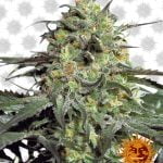 Barney's Farm Peyote Cookies (5 seeds pack)