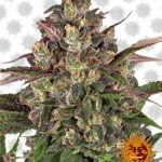 Barney's Farm Peyote Critical (5 seeds pack)