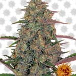 Barney's Farm Pineapple Chunk (5 seeds pack)