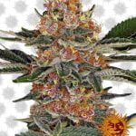 Barney's Farm Purple Punch (5 seeds pack)