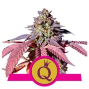 Royal Queen Seeds Purple Queen feminized cannabis seeds (5 seeds pack)