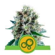 Royal Queen Seeds Bubblekush Auto autoflowering cannabis seeds (5 seeds pack)