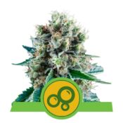 Royal Queen Seeds Bubblekush Auto autoflowering cannabis seeds (3 seeds pack)