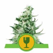 Royal Queen Seeds Royal Critical Auto autoflowering cannabis seeds (5 seeds pack)