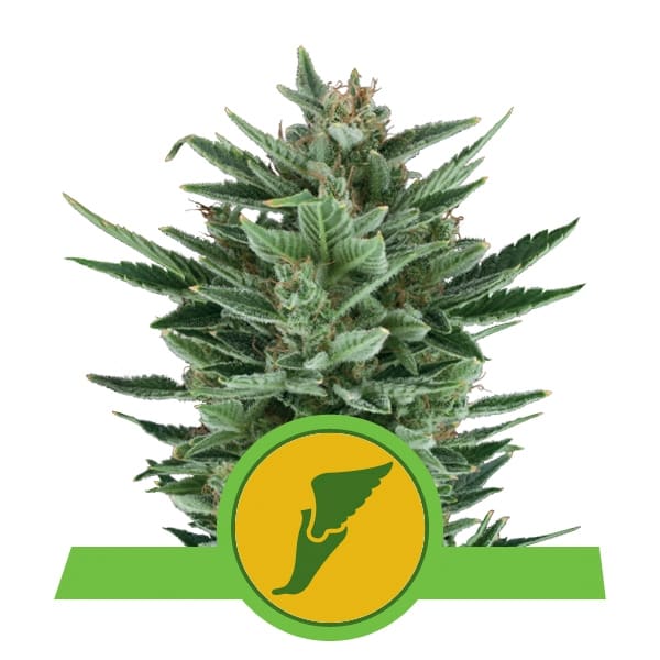 Royal Queen Seeds Quick One autoflowering cannabis seeds (5 seeds pack)
