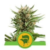 Royal Queen Seeds Sweet Skunk Auto autoflowering cannabis seeds (5 seeds pack)
