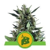 Royal Queen Seeds Blue Cheese Auto autoflowering cannabis seeds (5 seeds pack)
