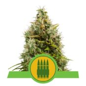 Royal Queen Seeds Royal AK Auto autoflowering cannabis seeds (5 seeds pack)