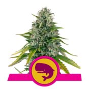 Royal Queen Seeds Royal Moby feminized cannabis seeds (3 seeds pack)