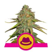 Royal Queen Seeds O.G. Kush feminized cannabis seeds (3 seeds pack)