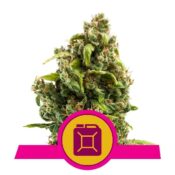 Royal Queen Seeds Sour Diesel feminized cannabis seeds (3 seeds pack)