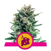 Royal Queen Seeds Blue Cheese feminized cannabis seeds (3 seeds pack)