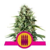 Royal Queen Seeds Royal AK feminized cannabis seeds (5 seeds pack)