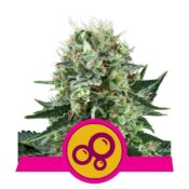 Royal Queen Seeds Bubble Kush feminized cannabis seeds (5 seeds pack)