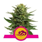 Royal Queen Seeds Blue Mystic feminized cannabis seeds (3 seeds pack)