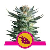 Royal Queen Seeds Fruit Spirit feminized cannabis seeds (3 seeds pack)