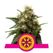 Royal Queen Seeds ICE feminized cannabis seeds (3 seeds pack)