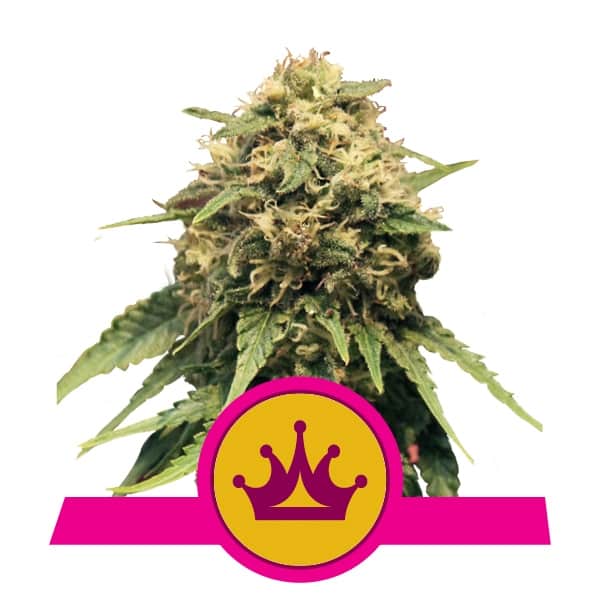 Royal Queen Seeds Special Queen feminized cannabis seeds (3 seeds pack)
