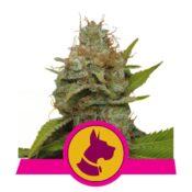 Royal Queen Seeds Kali Dog feminized cannabis seeds (3 seeds pack)