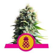 Royal Queen Seeds Pineapple Kush feminized cannabis seeds (3 seeds pack)