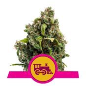 Royal Queen Seeds Candy Kush Express feminized cannabis seeds (5 seeds pack)