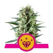 Royal Queen Seeds Special Kush feminized cannabis seeds (3 seeds pack)