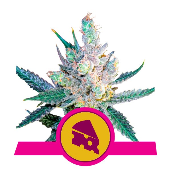 Feminized Cannabis Seeds - Royal Queen Seeds