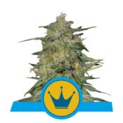 Royal Queen Seeds Royal Highness CBD cannabis seeds (5 seeds pack)