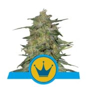 Royal Queen Seeds Royal Highness CBD cannabis seeds (3 seeds pack)