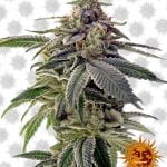 Barney's Farm ShiskaBerry (5 seeds pack)