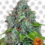 Barney's Farm Strawberry Lemonade (5 seeds pack)