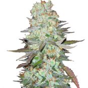 FastBuds - G14 Automatic (5seeds/pack)