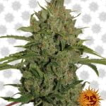 Barney's Farm Triple Cheese (5 seeds pack)