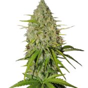 Fast Buds - Grapefruit Automatic seeds (5seeds/pack)