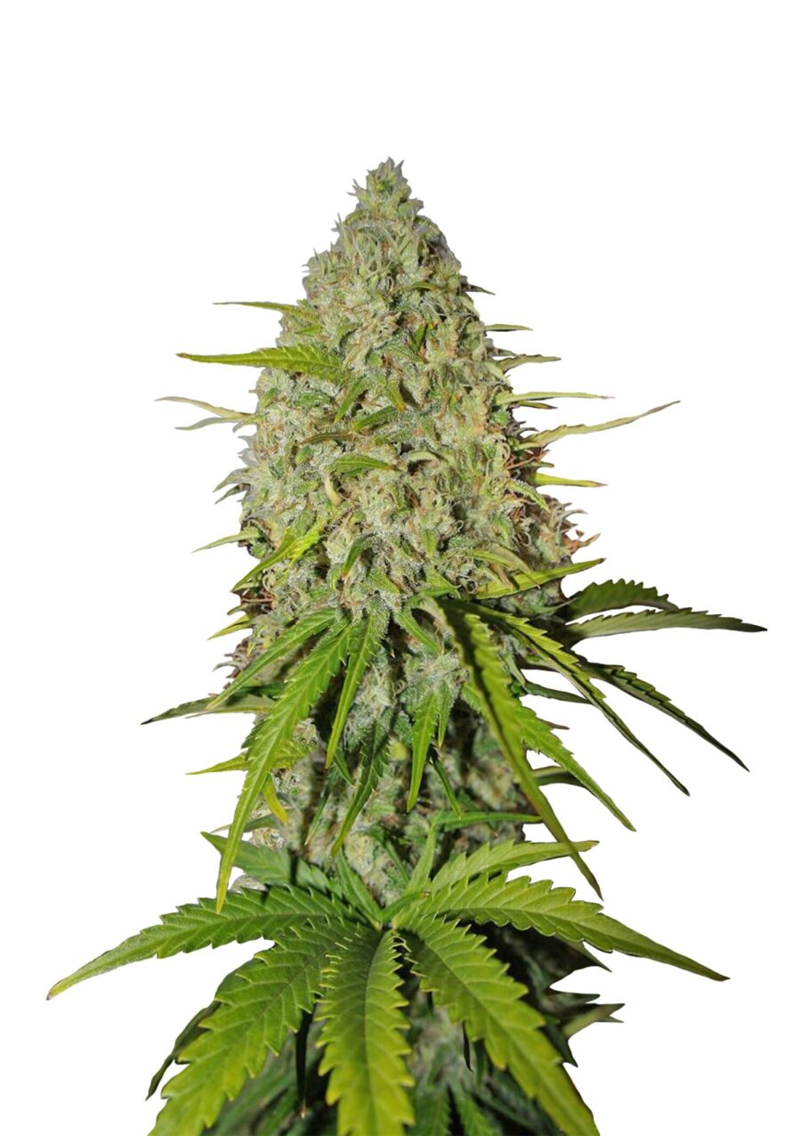 Fast Buds - Grapefruit Automatic (3seeds/pack)