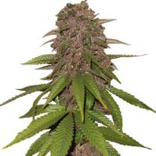 Fast Buds - C4 Automatic (5seeds/pack)