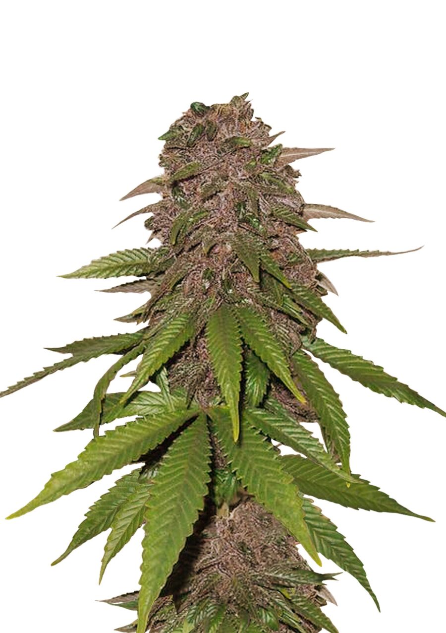 Fast Buds - C4 Automatic (5seeds/pack)