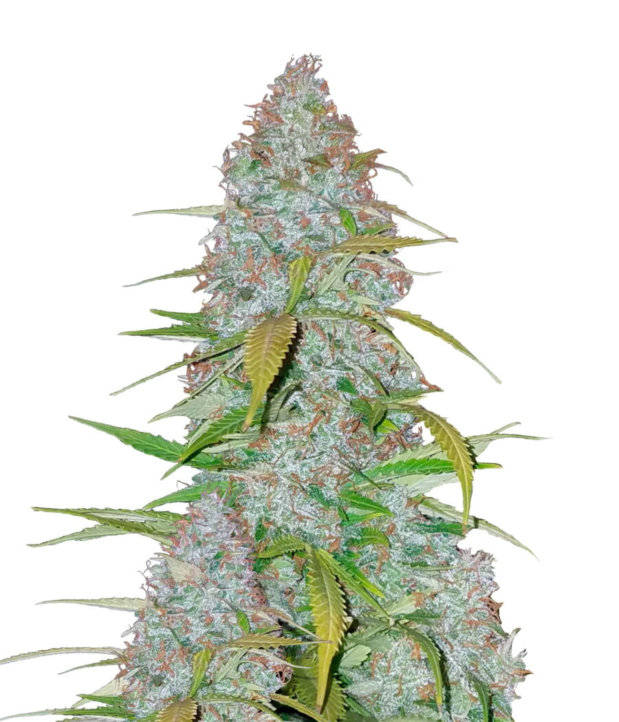 Fast Buds - Californian Snow (3seeds/pack)