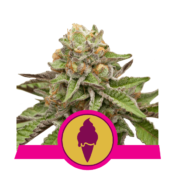 Royal Queen Seeds Green Gelato feminized cannabis seeds (3 seeds pack)