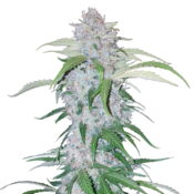 Fast Buds - Six Shooter Automatic (3seeds/pack)