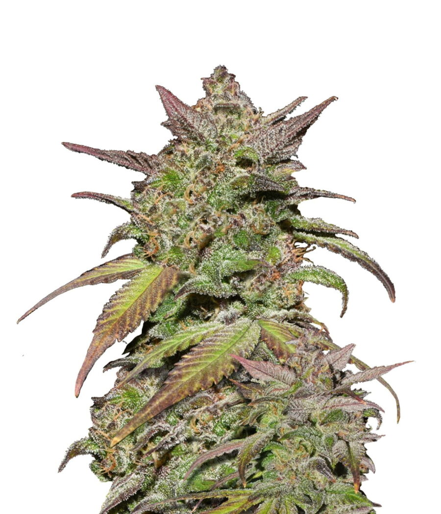 Fast Buds - Smoothie Automatic (5seeds/pack)