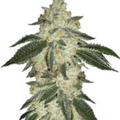 Fast Buds - Green Crack Automatic (3seeds/pack)